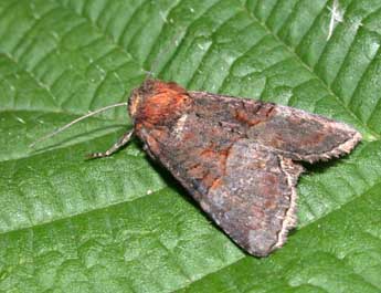 Litoligia literosa Hw. adulte - �Philippe Mothiron