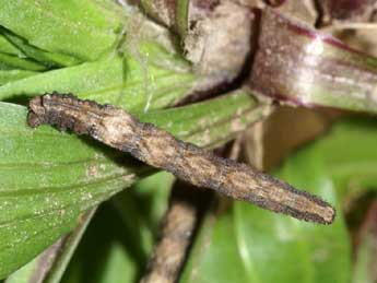  Chenille de Idaea litigiosaria Bsdv. - �Lionel Taurand