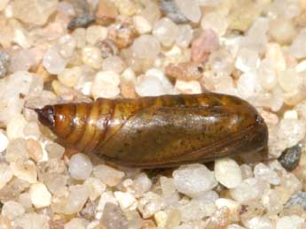  Chrysalide de Idaea litigiosaria Bsdv. - �Lionel Taurand