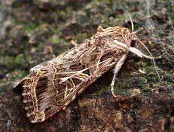 Spodoptera littoralis Bsdv. adulte - �Serge Wambeke