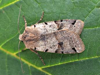 Anchoscelis litura L. adulte - �Philippe Mothiron