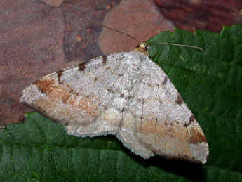 Macaria liturata Cl. adulte - �Philippe Mothiron