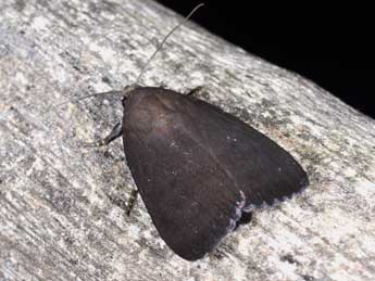 Amphipyra livida D. & S. adulte - �Philippe Mothiron