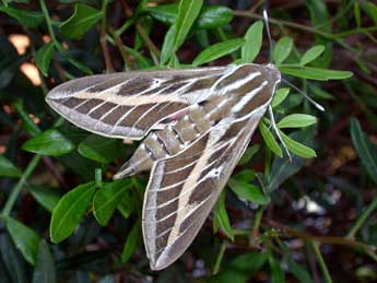 Hyles livornica Esp. adulte - �Philippe Mothiron