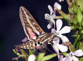 Hyles livornica Esp. adulte - �Sylvain Montagner