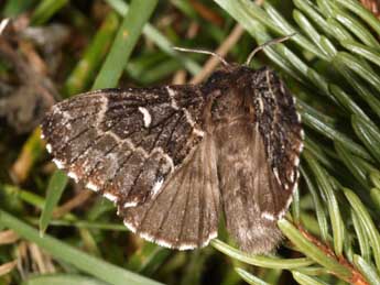 Cosmotriche lobulina D. & S. adulte - �Daniel Morel