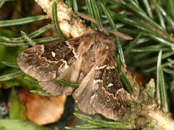 Cosmotriche lobulina D. & S. adulte - �Daniel Morel