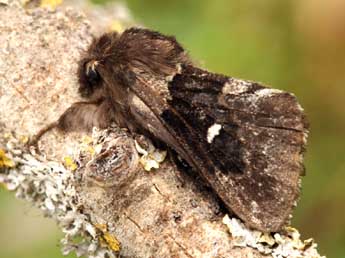 Cosmotriche lobulina D. & S. adulte - �Daniel Morel