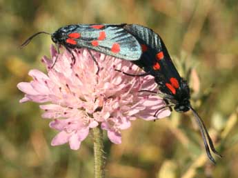 Zygaena lonicerae Scheven adulte - �Daniel Morel