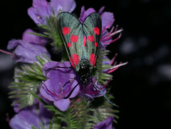 Zygaena lonicerae Scheven adulte - �Philippe Mothiron