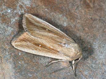 Leucania loreyi Dup. adulte - �Daniel Morel