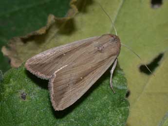 Leucania loreyi Dup. adulte - �Philippe Mothiron