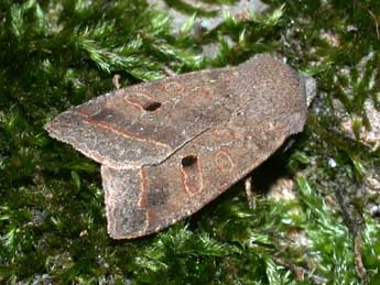 Leptologia lota Cl. adulte - �Philippe Mothiron