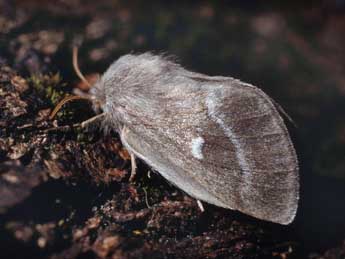 Psilogaster loti O. adulte - �Serge Wambeke