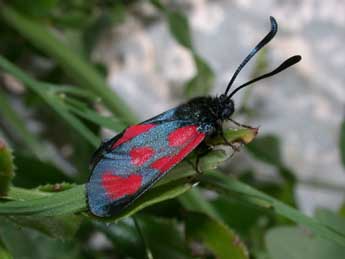 Zygaena loti D. & S. adulte - �Philippe Mothiron