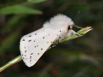 Spilosoma lubricipeda L. adulte - �Philippe Mothiron