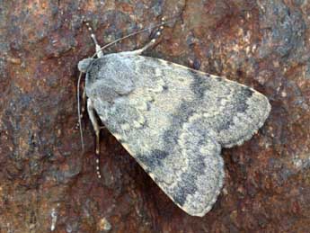 Standfussiana lucernea L. adulte - �Daniel Morel