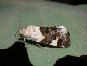 Acontia lucida Hfn. adulte - �Philippe Mothiron