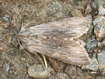 Cucullia lucifuga D. & S. adulte - �Daniel Morel