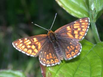 Hamearis lucina L. adulte - �Philippe Mothiron