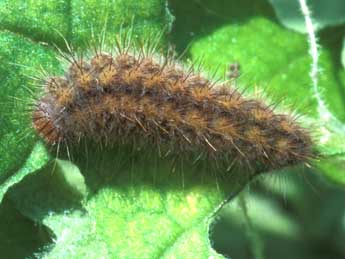  Chenille de Hamearis lucina L. - �Tristan Lafranchis