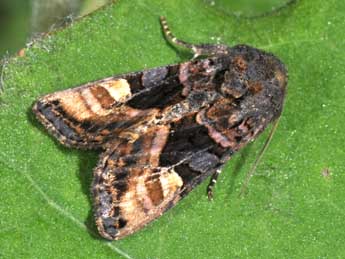 Euplexia lucipara L. adulte - �Philippe Mothiron