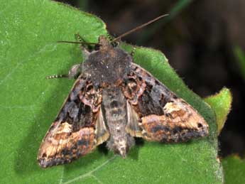 Euplexia lucipara L. adulte - �Philippe Mothiron