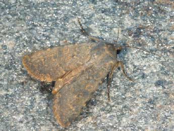 Rhyacia lucipeta D. & S. adulte - �Daniel Morel