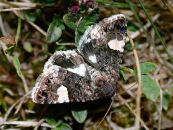 Tyta luctuosa D. & S. adulte - �Philippe Mothiron