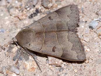 Minucia lunaris D. & S. adulte - �J�r�me Barbut