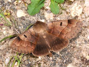 Minucia lunaris D. & S. adulte - �Philippe Mothiron