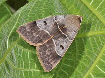 Minucia lunaris D. & S. adulte - �Philippe Mothiron