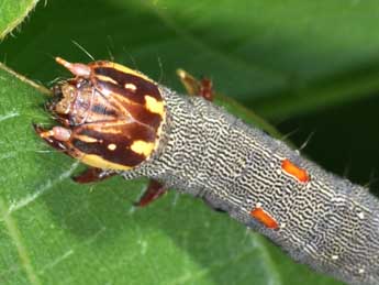  Chenille de Minucia lunaris D. & S. - �Philippe Mothiron