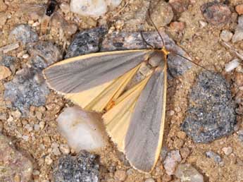 Nyea lurideola Zck. adulte - �Philippe Mothiron