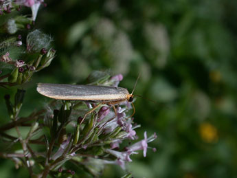 Nyea lurideola Zck. adulte - �Philippe Mothiron