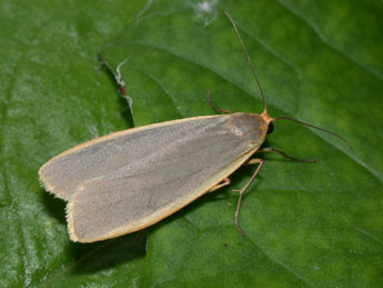 Nyea lurideola Zck. adulte - �Philippe Mothiron