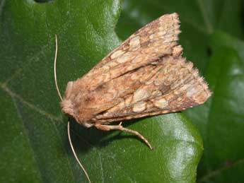 Conisania luteago D. & S. adulte - �Philippe Mothiron