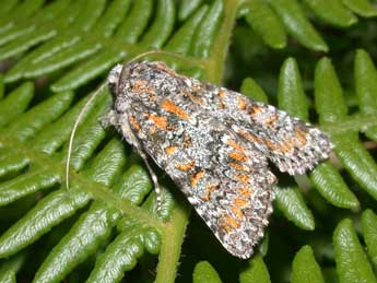 Hadena luteocincta Rbr adulte - �Philippe Mothiron