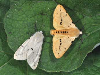 Spilarctia lutea Hfn. adulte - �Philippe Mothiron