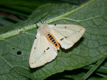 Spilarctia lutea Hfn. adulte - �Philippe Mothiron