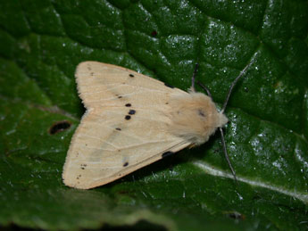 Spilarctia lutea Hfn. adulte - �Philippe Mothiron