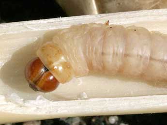  Chenille de Rhizedra lutosa Hb. - �Serge Wambeke