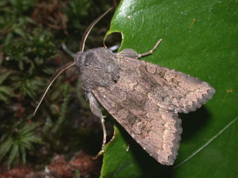 Aporophyla lueneburgensis Frr adulte - �Philippe Mothiron