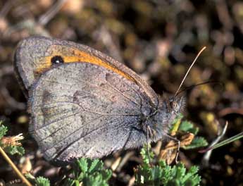 Hyponephele lycaon K�hn adulte - �Tristan Lafranchis