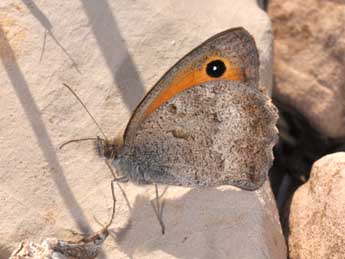 Hyponephele lycaon K�hn adulte - �Philippe Mothiron