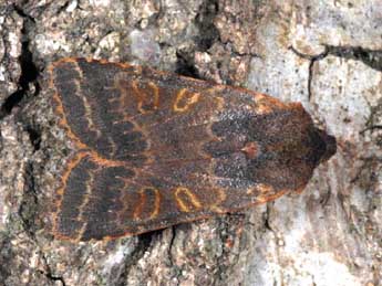 Agrochola lychnidis D. & S. adulte - �Alexis Borges