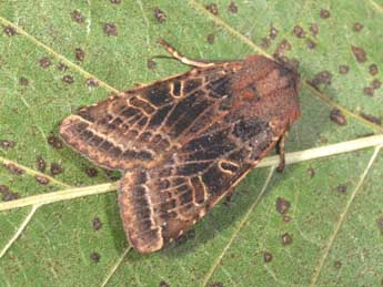 Agrochola lychnidis D. & S. adulte - �Philippe Mothiron