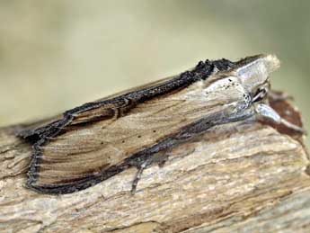 Cucullia lychnitis Rbr adulte - �Olivier Bouteleux