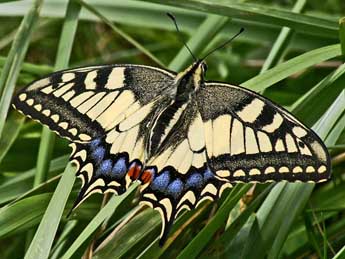 Papilio machaon L. adulte - �Claude de Saint-Etienne