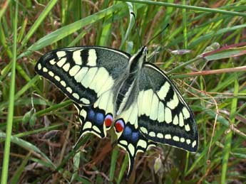 Papilio machaon L. adulte - �Philippe Mothiron